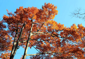 巴中光雾山风光