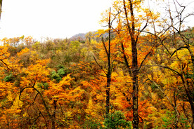巴中光雾山风光