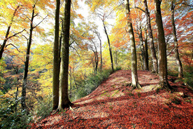 巴中光雾山风光