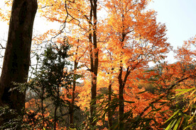 巴中光雾山风光