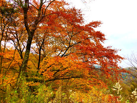 巴中光雾山风光
