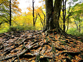 巴中光雾山风光