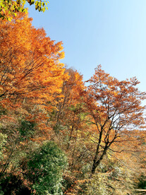 巴中光雾山风光