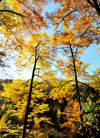 巴中光雾山风光