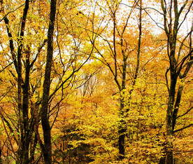 巴中光雾山风光