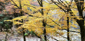 巴中光雾山风光