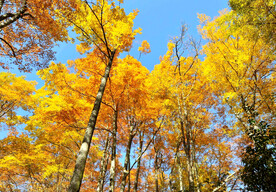 巴中光雾山风光