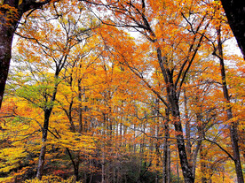 巴中光雾山风光