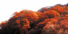 巴中光雾山风光