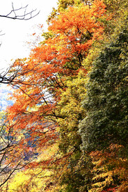 巴中光雾山风光