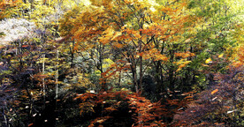 巴中光雾山风光