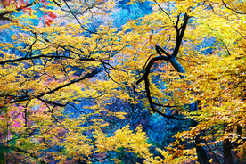 巴中光雾山风光