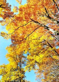 巴中光雾山风光