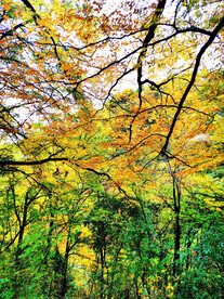 巴中光雾山风光