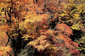 巴中光雾山风光