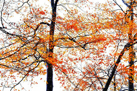 巴中光雾山风光