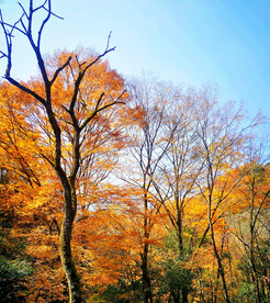 巴中光雾山风光