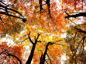 巴中光雾山风光