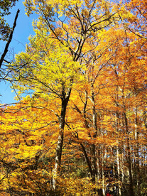 巴中光雾山风光