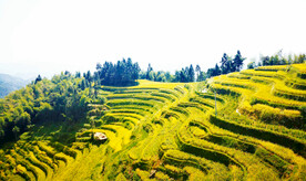 新化紫鹊界梯田