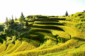 新化紫鹊界梯田