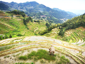 新化紫鹊界梯田