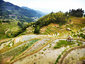 新化紫鹊界梯田