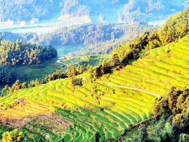 新化紫鹊界梯田