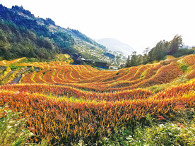 新化紫鹊界梯田