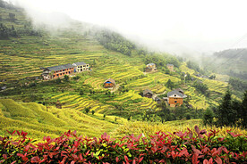 新化紫鹊界梯田