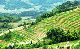 新化紫鹊界梯田