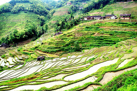 新化紫鹊界梯田