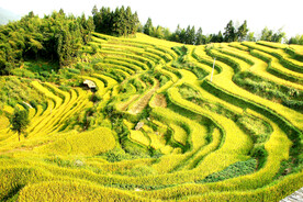 湖南紫鹊界梯田景区