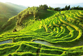 新化紫鹊界梯田