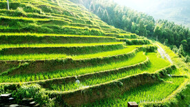 新化紫鹊界梯田