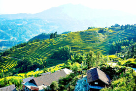 新化紫鹊界梯田