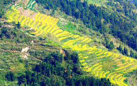 新化紫鹊界梯田