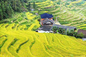 新化紫鹊界梯田