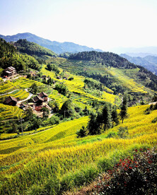 新化紫鹊界梯田