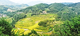 新化紫鹊界梯田