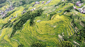 新化紫鹊界梯田