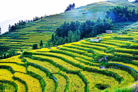 新化紫鹊界梯田