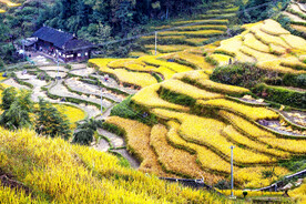 新化紫鹊界梯田