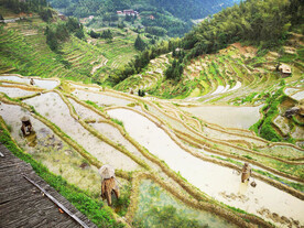 新化紫鹊界梯田