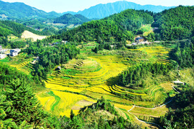 新化紫鹊界梯田