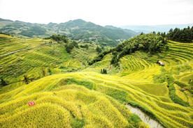 新化紫鹊界梯田