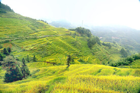 新化紫鹊界梯田