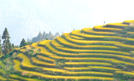 新化紫鹊界梯田