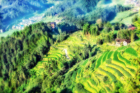 新化紫鹊界梯田
