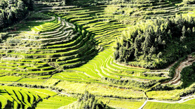 新化紫鹊界梯田